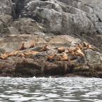 Steller Sea Lions
 / ,    